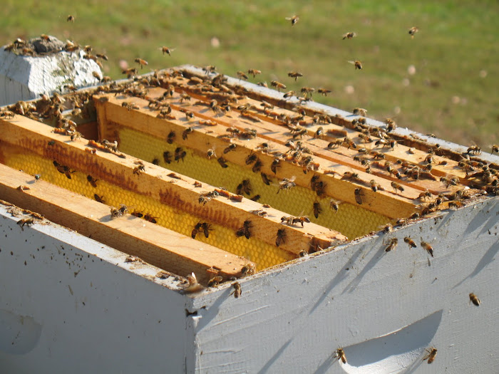 Bees enjoying extracted honey frames