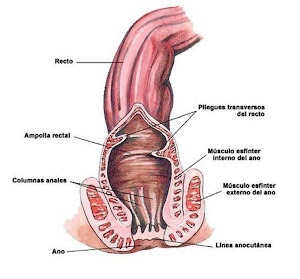 recto y ano
