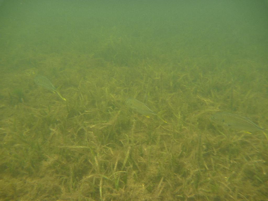 John Pennekamp Snorkel
