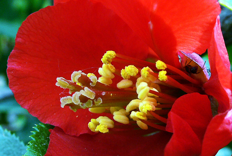 Chaenomeles japonica codony japones membrillo membrillero japanese quince