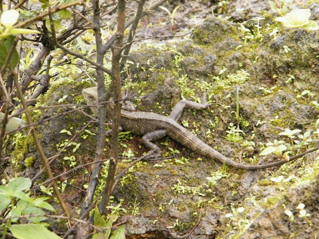 Dajipur Wildlife Sanctuary