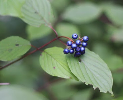 Are+dogwood+tree+berries+edible