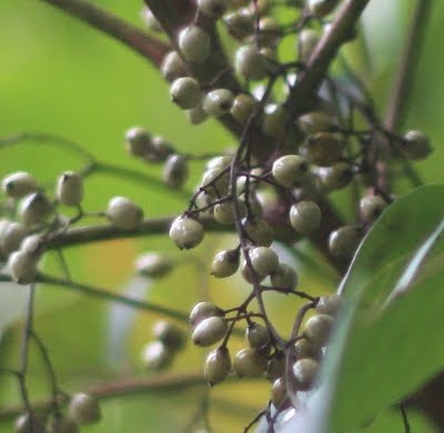 Dogwood+tree+berries+poisonous+humans