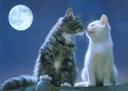 [cat_love.jpg]