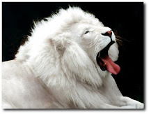 Em destaque: leão branco