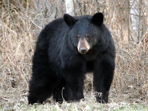black bear image black bear image