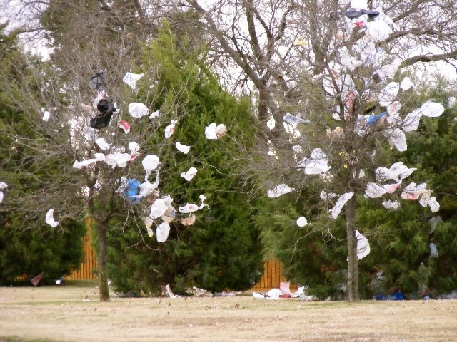 [plastic+bags+in+trees.JPG]