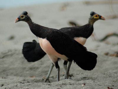 Andyez Com Makalah Ekologi Hutan Tentang Maleo Macrocephalon Maleo