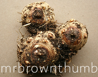 [BulbPlantingTrick2.jpg]