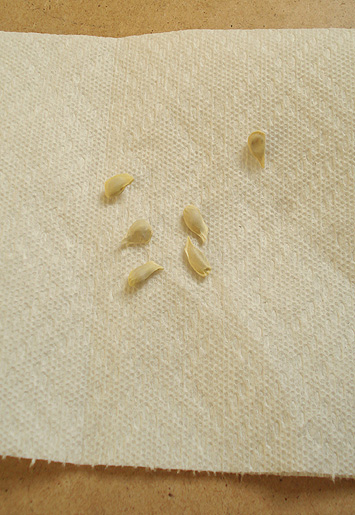 [CitrusSeedsOnNapkinMrBrownThumb.jpg]