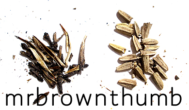 [Coneflower+Seeds.jpg]