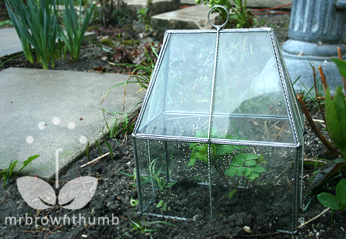Mrbrownthumb How To Make Your Own Garden Cloches To Protect Young