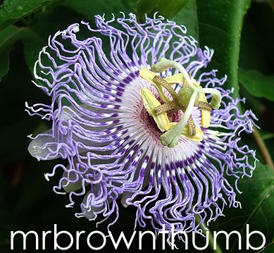 Flower tattoo designs allow you to express in symbolism what you want to say Flower tattoo designs allow you to express in symbolism what you want to say