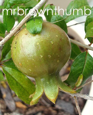 Punica granatum_medicinal plant growing in Chicago