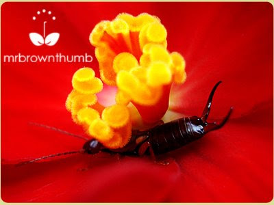 Earwig hiding in a begonia