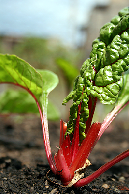 Rhubarb at Ginkgo Organic Community Garden