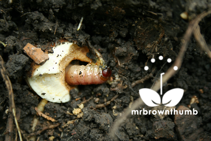 [Bearded+iris+pest+iris+borer.png]