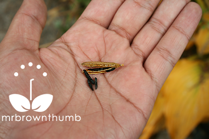 [Hosta+seed+pod+and+hosta+seeds.png]