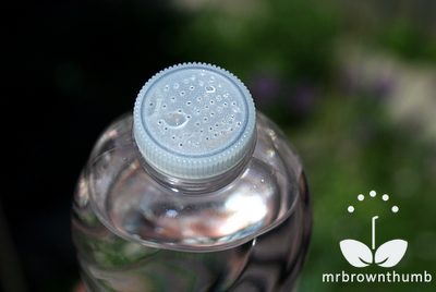 how to water seedlings, homemade watering can for seedlings