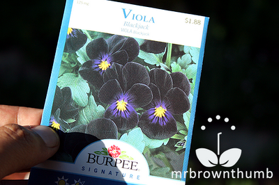 Burpee seed pack viola blackjack, dark flowers, black gardens