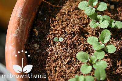 viola blackjack sprouts