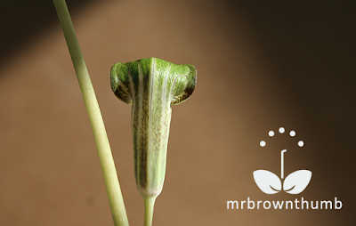 Jack in the Pulpit plant