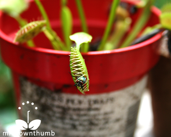 venus flytrap catches fly mrbrownthumb venus flytrap catches fly mrbrownthumb