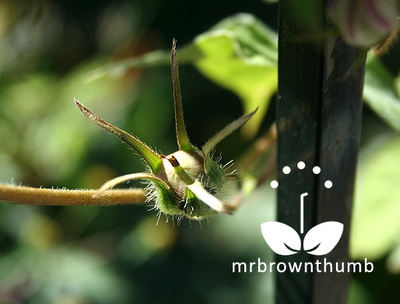 Japanese Morning Glory Seed Pod picture