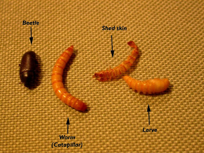 best 28 do squirrels eat mealworms what kind of nut best 28 do squirrels eat mealworms what kind of nut