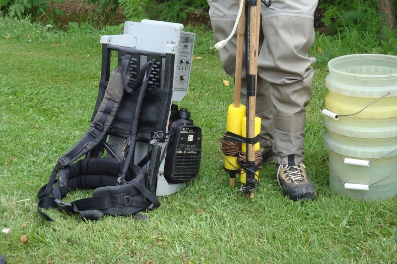 Squirrel's View Shocking fish