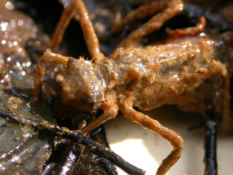 Live+dragonfly+larvae+for+sale