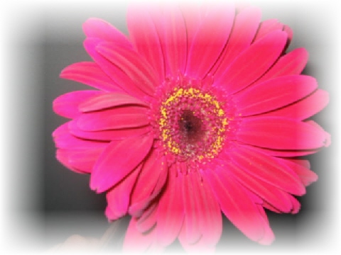 [flower.jpg]