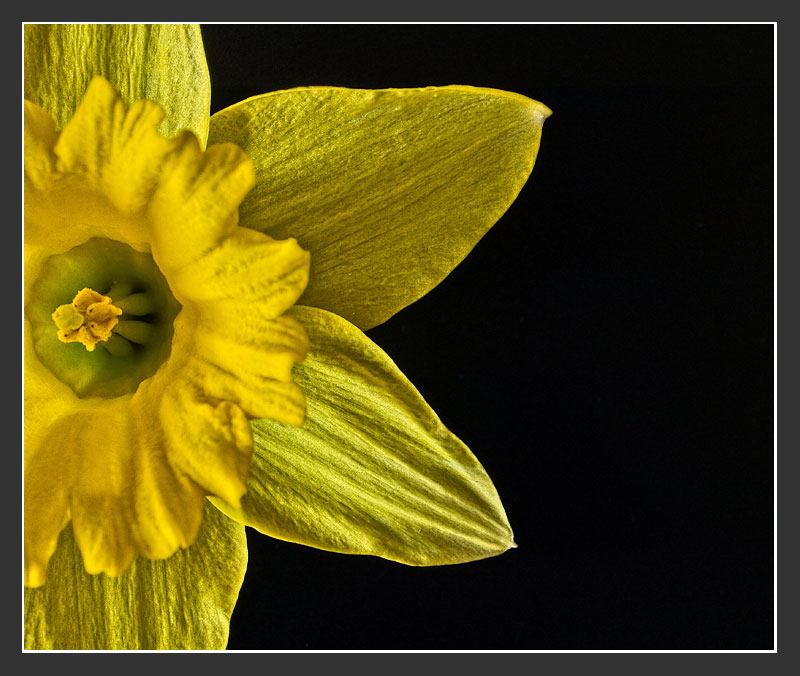 [Daffodil-2a.jpg]