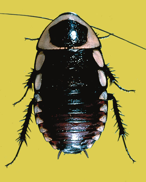 [roach1.jpg]