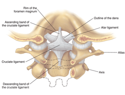 C1 C2 Ligaments