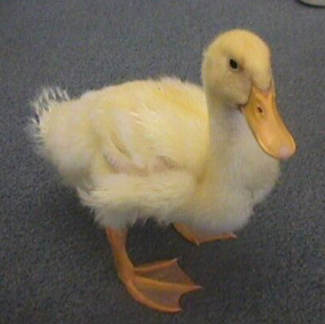 Family Dinners and a Duck