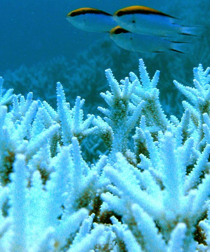 Bleaching Of Coral