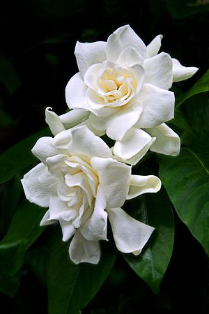 [gardenias.jpg]
