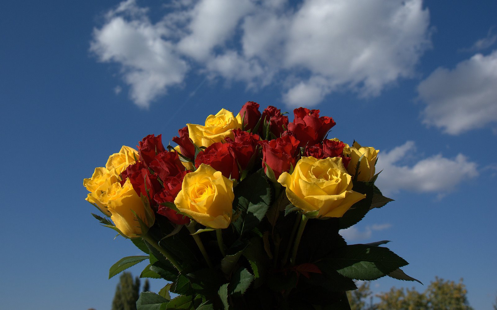 [ROJA+Y+AMARILLO.jpg]