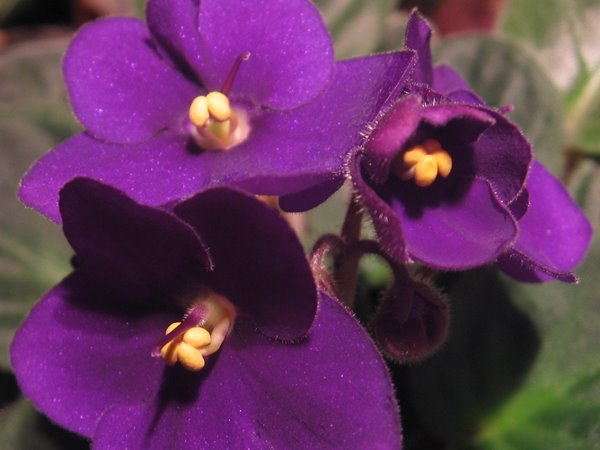 [VIOLETAS.jpg]