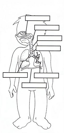learningenglish-esl: RESPIRATORY, DIGESTIVE & CIRCULATORY BODY SYSTEMS