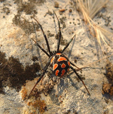 tattoo lack widow spider bite black widow spider tattoo. tattoo lack widow spider bite