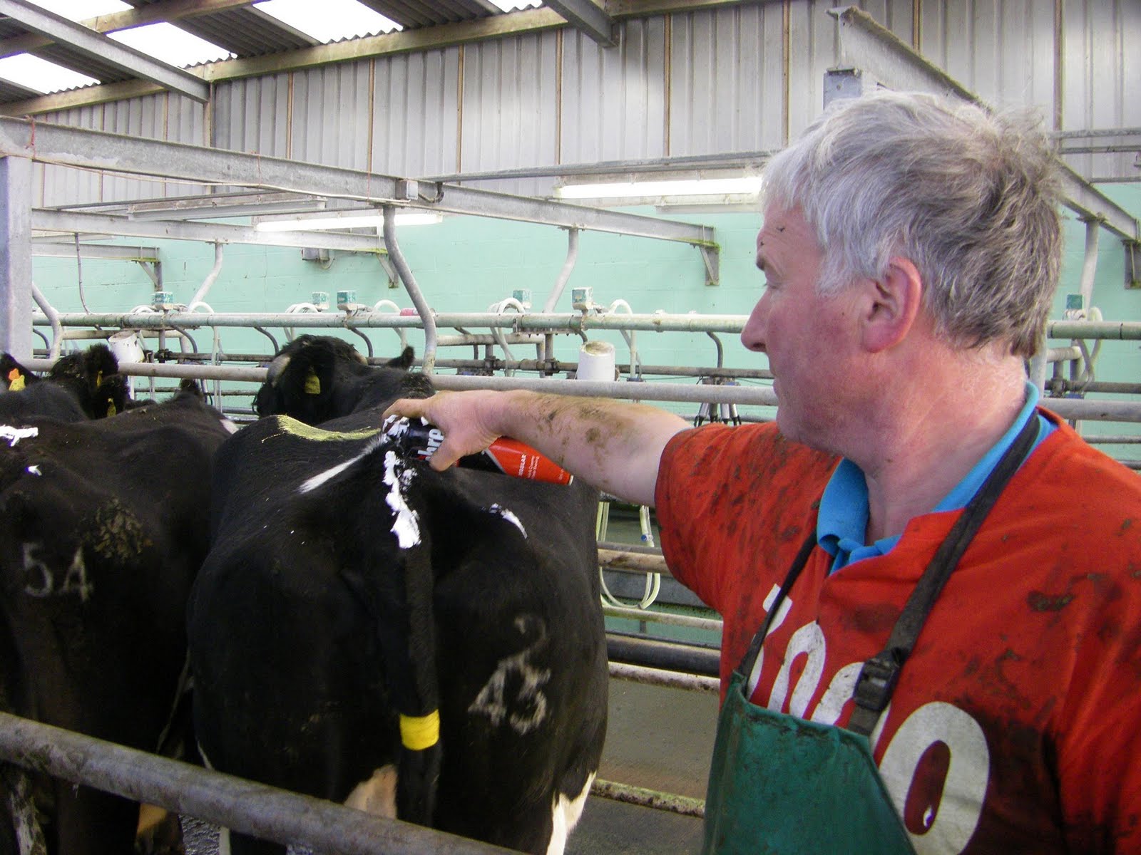 [Cow+Condition+Kevin.JPG]