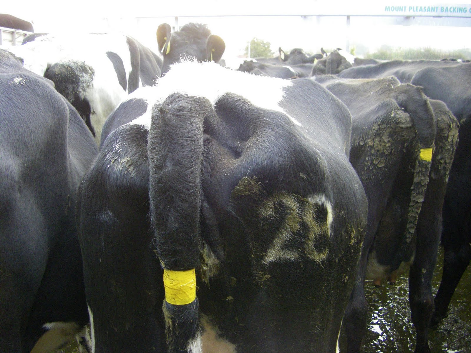 [Cow+Condition+No.+28.JPG]