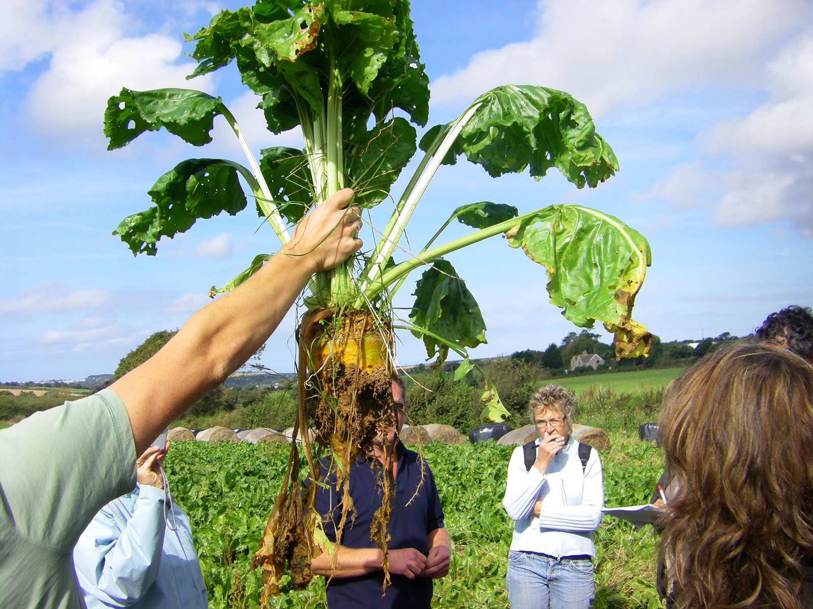 [French+Val+Fodder+beet.JPG]