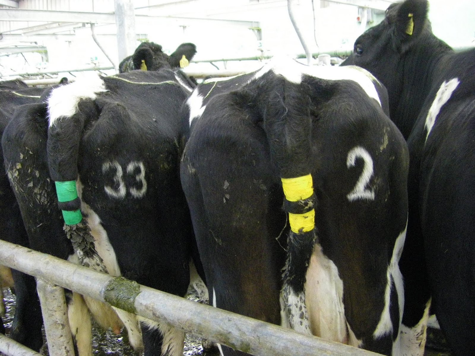 Pasture to Profit Proper Dairy Cow ID....small point but so important