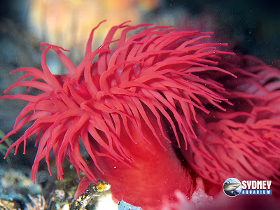 Australian Anemone