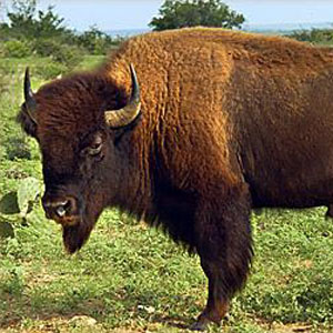 [bison.jpg]
