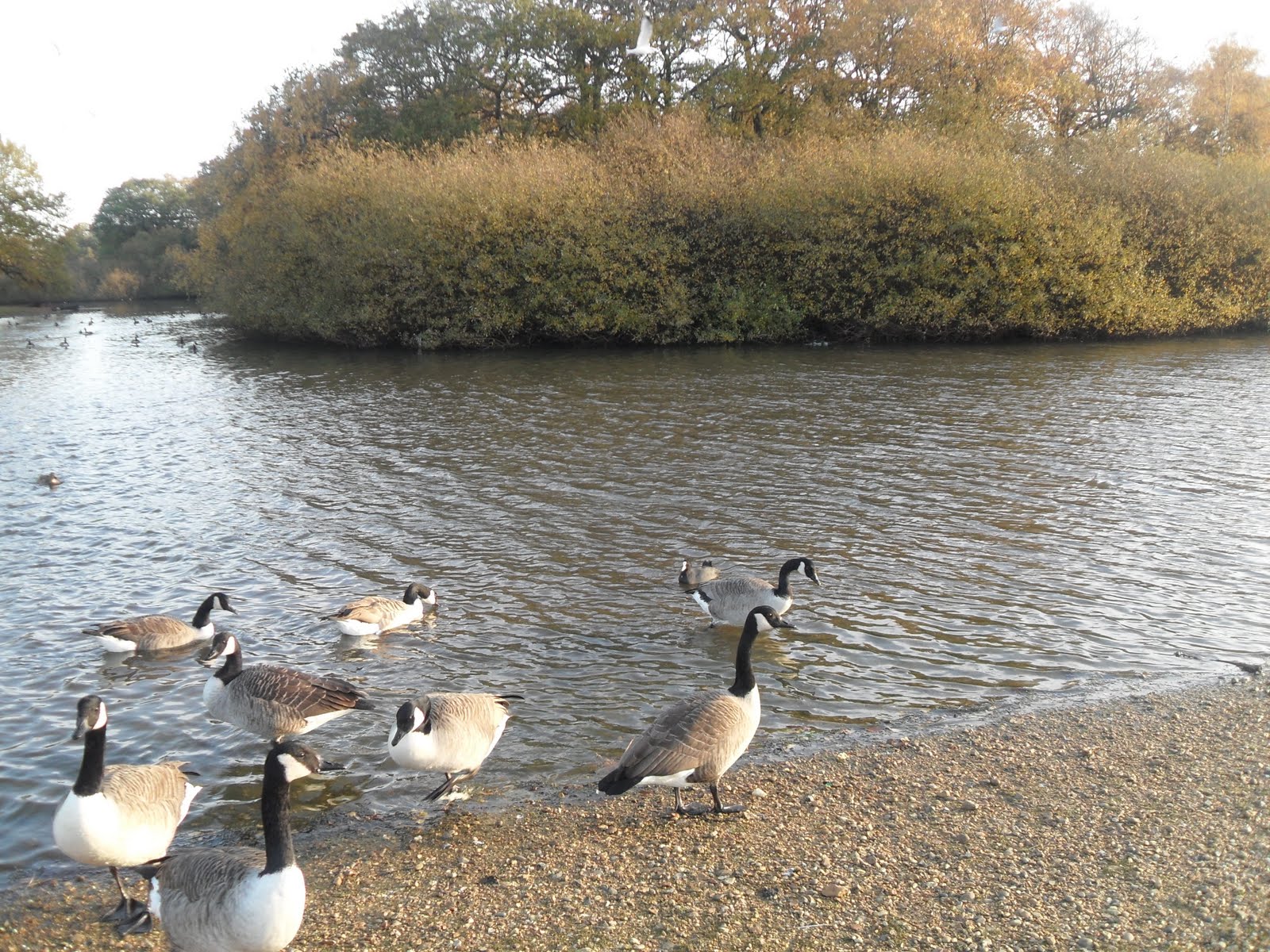 Serendipitous Moments Wanstead Flats