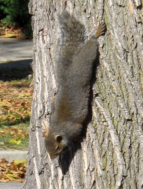 squirrel on tree
